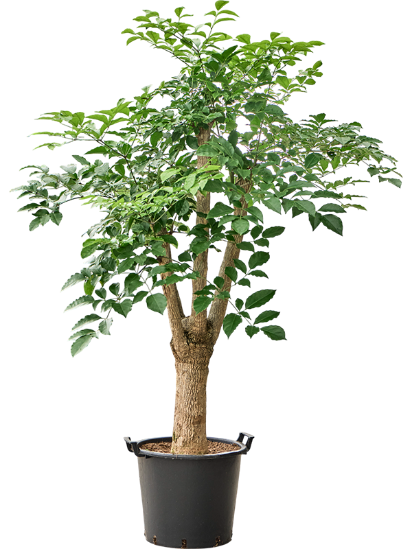Planta naturala de interior Stem branched D70xH175cm Heteropanax chinensis PS45/37cm in pamant