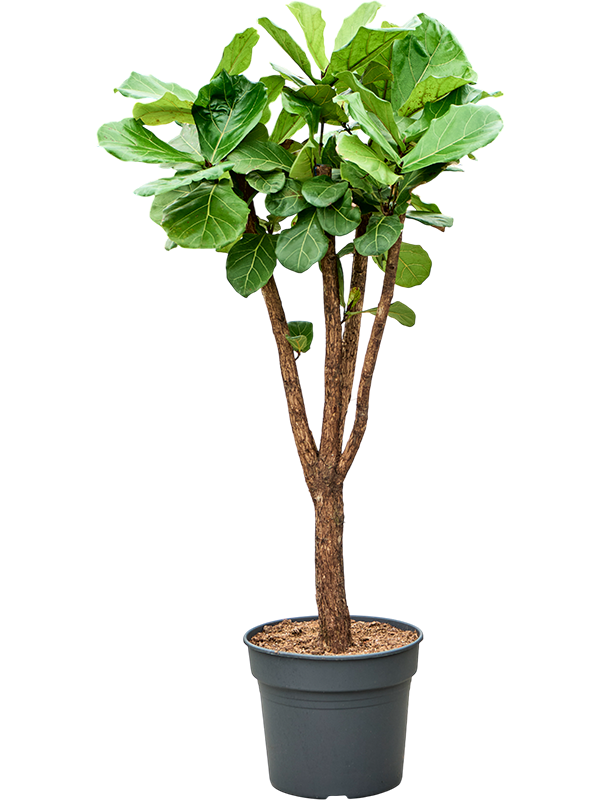 Planta naturala de interior Stem branched D80xH165cm Ficus lyrata PS38/32cm in pamant