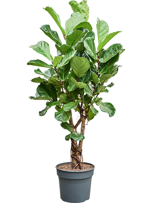 Planta naturala de interior Stem branched D80xH190cm Ficus lyrata PS38/32cm in pamant