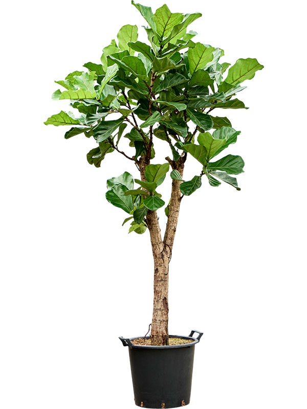 Planta naturala de interior Stem branched D80xH190cm Ficus lyrata PS45/37cm in pamant