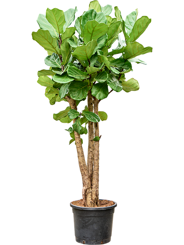 Planta naturala de interior Stem branched D80xH200cm Ficus lyrata (180-200) PS44/40cm in pamant