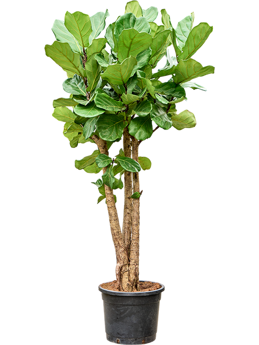 Planta naturala de interior Stem branched D80xH200cm Ficus lyrata (180-200) PS44/40cm in pamant