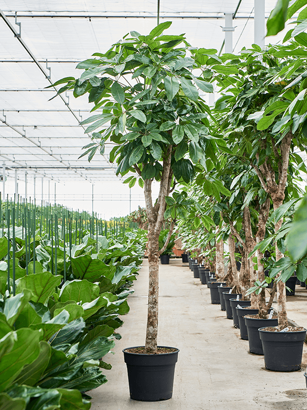 Planta naturala de interior Stem branched D80xH250cm Schefflera actinophylla 'Amate' PS45/37cm in pamant