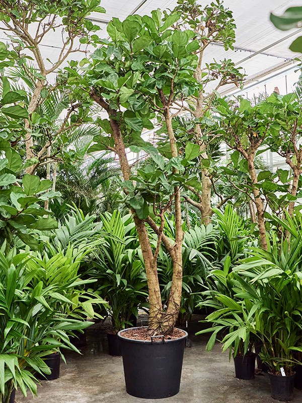 Planta naturala de interior Stem branched D90xH350cm Ficus lyrata PS65/44cm in pamant