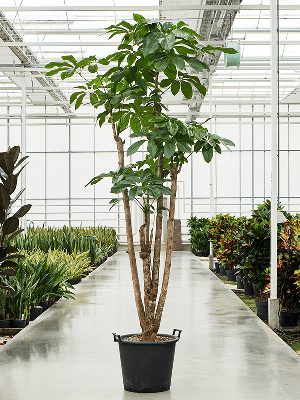 Planta naturala de interior Stem branched D95xH250cm Schefflera actinophylla 'Amate' PS50/41cm in pamant