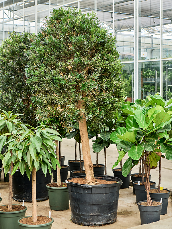 Planta naturala de interior Stem/crowns D150xH260cm Podocarpus macrophyllus PS150/100cm in pamant