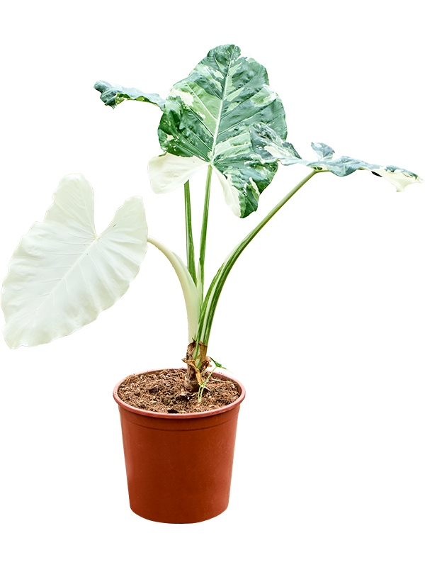 Planta naturala de interior Stem D100xH110cm Alocasia macrorrhizos variegata PS30/28cm in pamant