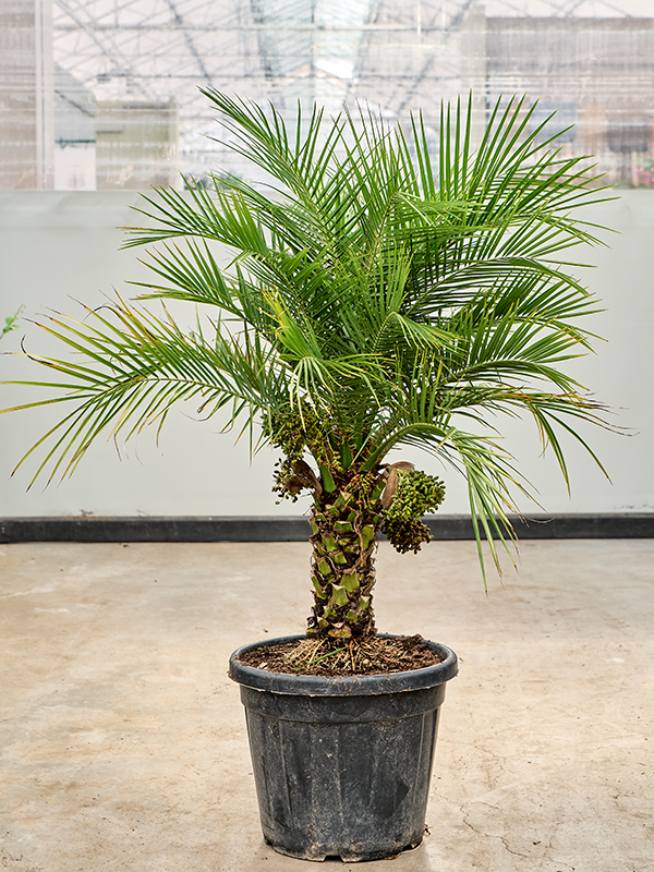 Planta naturala de interior Stem D100xH120cm Phoenix roebelenii PS40/33cm in pamant