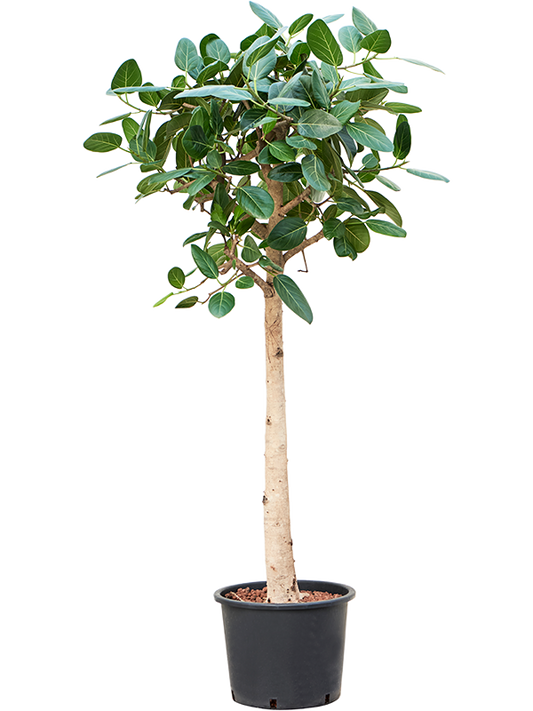 Planta naturala de interior Stem D100xH135cm Ficus benghalensis 'Audrey' P32/26cm in hidrogranule