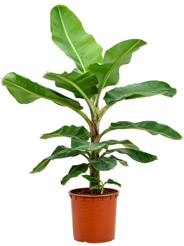 Planta naturala de interior Stem D100xH140cm Musa dwarf cavendish PS35/31cm in pamant