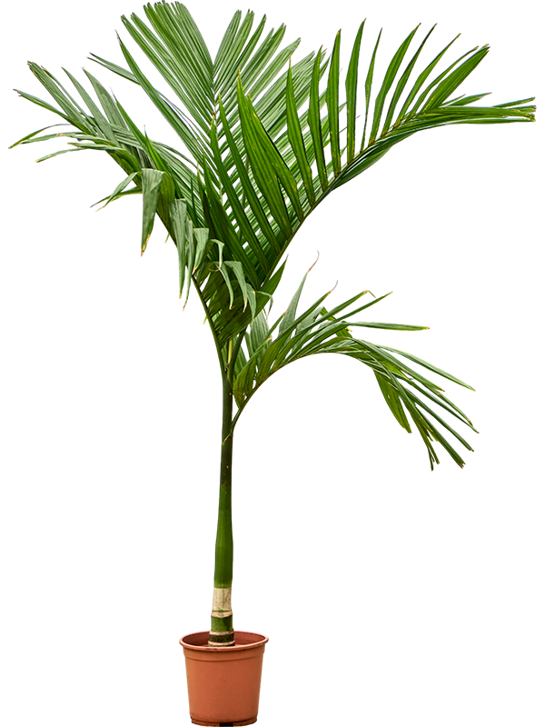 Planta naturala de interior Stem D100xH160cm Areca catechu PS27/30cm in pamant