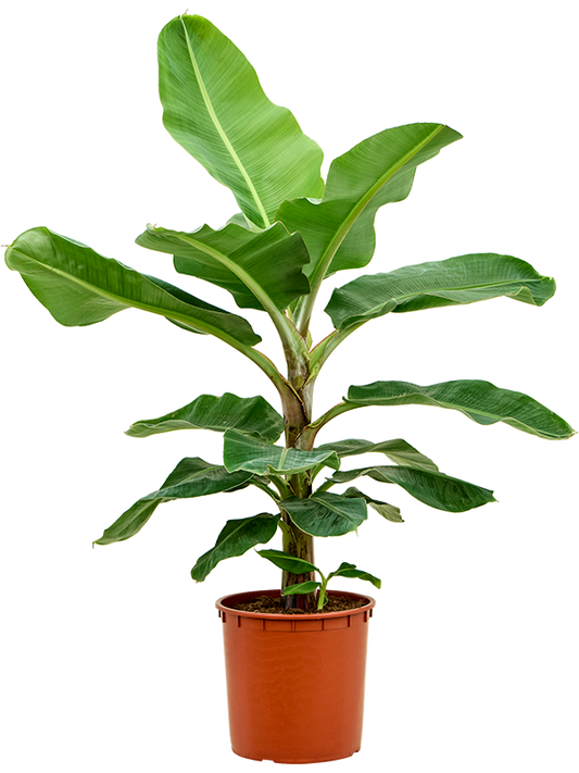 Planta naturala de interior Stem D100xH160cm Musa dwarf cavendish PS35/31cm in pamant