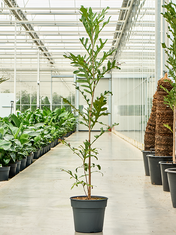 Planta naturala de interior Stem D100xH180cm Stenocarpus sinuatus PS34/30cm in pamant