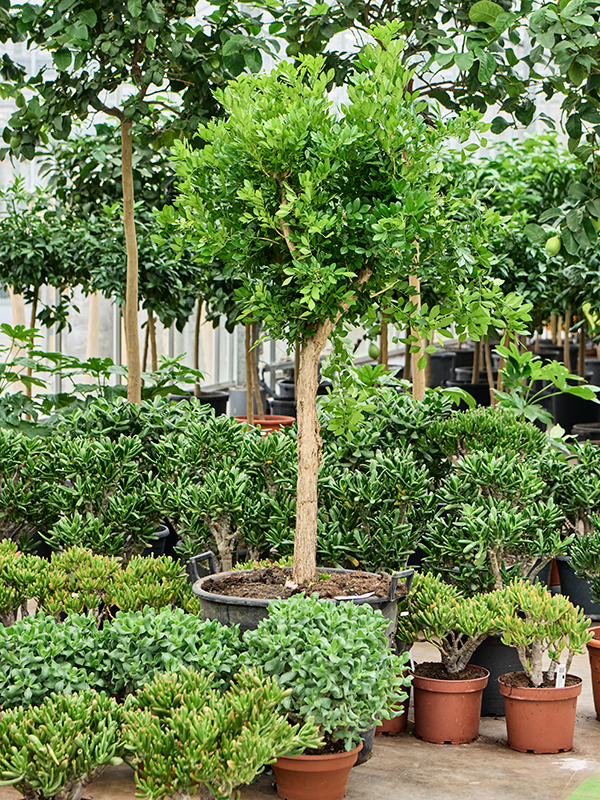 Planta naturala de interior Stem D100xH185cm Murraya paniculata (170-200) PS50/45cm in pamant