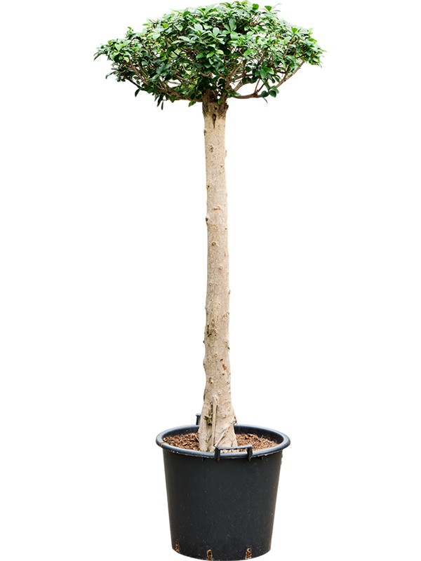 Planta naturala de interior Stem D100xH190cm Ficus microcarpa compacta PS45/37cm in pamant