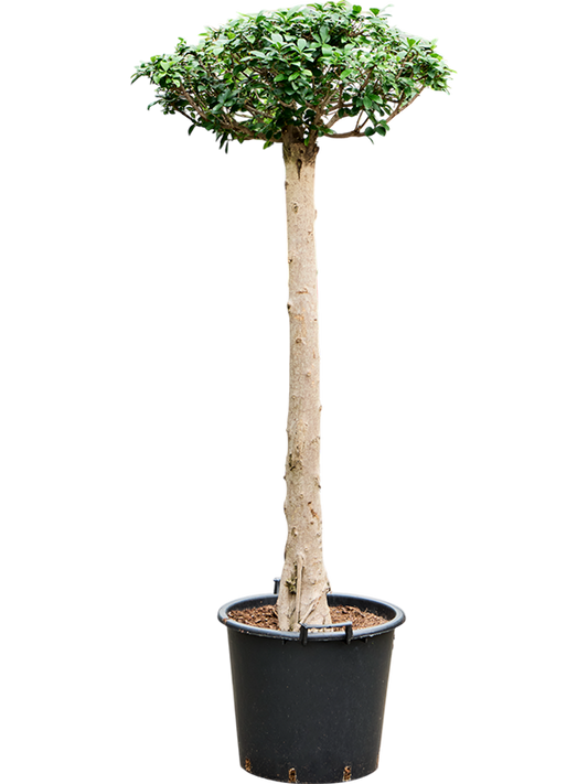 Planta naturala de interior Stem D100xH190cm Ficus microcarpa compacta PS45/37cm in pamant