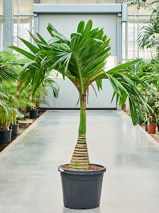 Planta naturala de interior Stem D100xH200cm Areca catechu dwarf (190-210) PS50/41cm in pamant