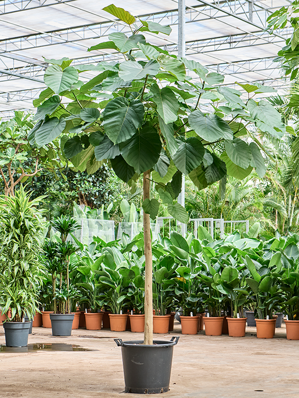 Planta naturala de interior Stem D100xH220cm Ficus umbellata PS45/37cm in pamant