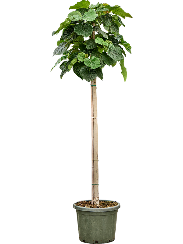 Planta naturala de interior Stem D100xH230cm Ficus umbellata PS45/37cm in pamant