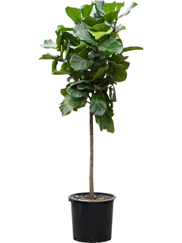 Planta naturala de interior Stem D100xH250cm Ficus lyrata (240-270) PS45/38cm in pamant