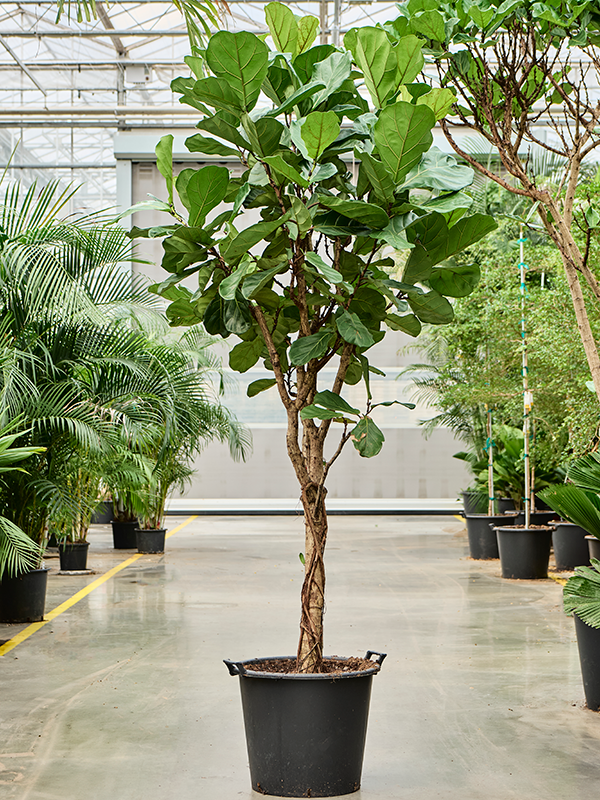 Planta naturala de interior Stem D100xH250cm Ficus lyrata PS55/44cm in pamant