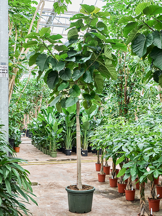 Planta naturala de interior Stem D100xH310cm Ficus umbellata PS45/37cm in pamant