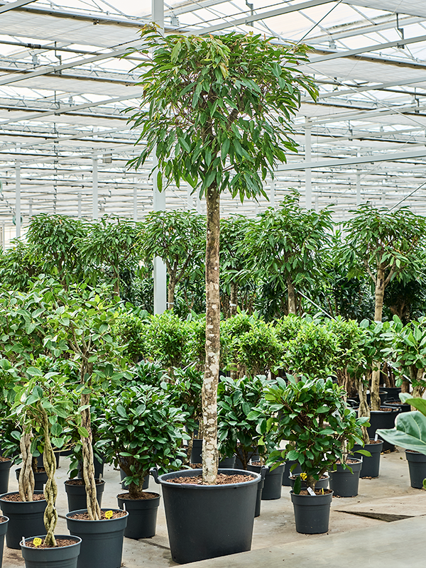 Planta naturala de interior Stem D100xH325cm Ficus binnendijkii 'Amstel King' PS65/44cm in pamant