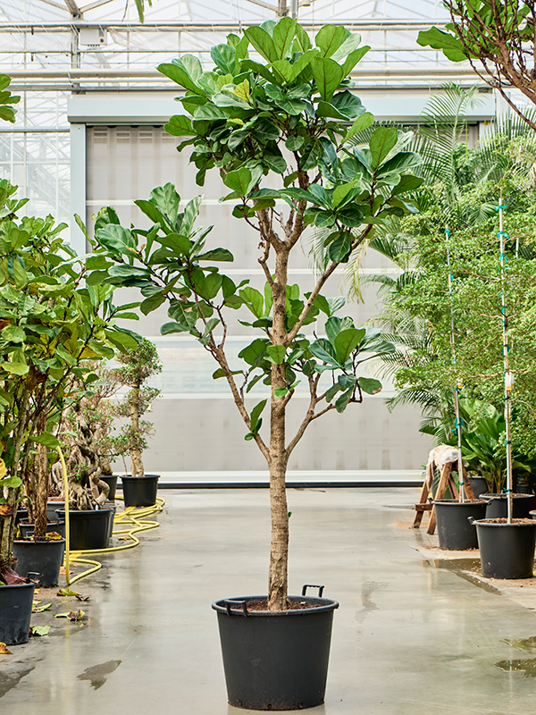 Planta naturala de interior Stem D100xH330cm Ficus lyrata PS65/44cm in pamant