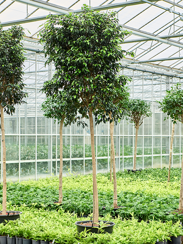 Planta naturala de interior Stem D100xH370cm Ficus benjamina 'Danielle' P60/48cm in hidrogranule