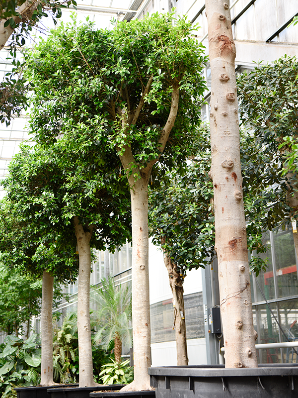 Planta naturala de interior Stem D100xH400cm Ficus microcarpa 'Nitida' (400-450) PS104/55cm in pamant