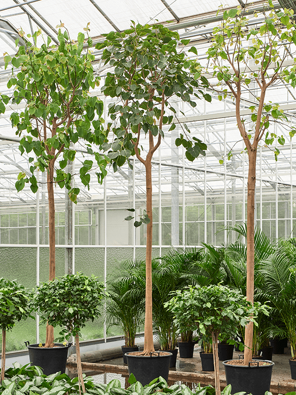 Planta naturala de interior Stem D100xH450cm Ficus religiosa P60/48cm in hidrogranule