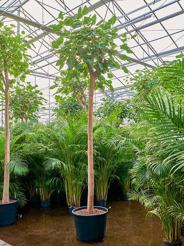 Planta naturala de interior Stem D100xH450cm Ficus religiosa P65/50cm in hidrogranule