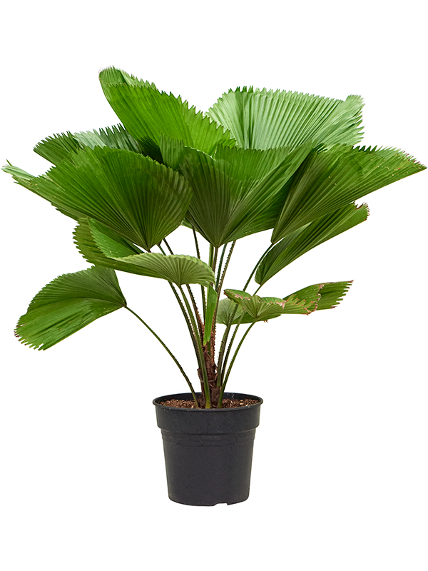 Planta naturala de interior Stem D80xH100cm Licuala grandis PS25/22cm in pamant