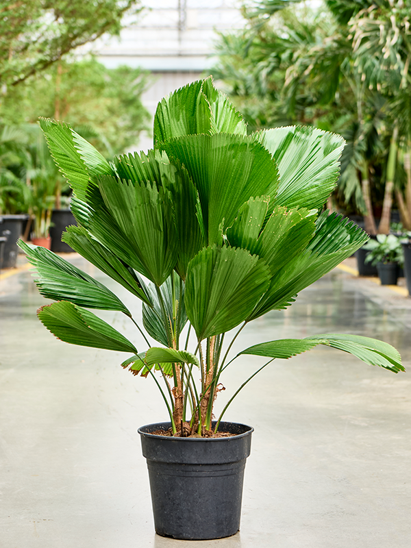 Planta naturala de interior Stem D110xH110cm Licuala grandis PS27/25cm in pamant