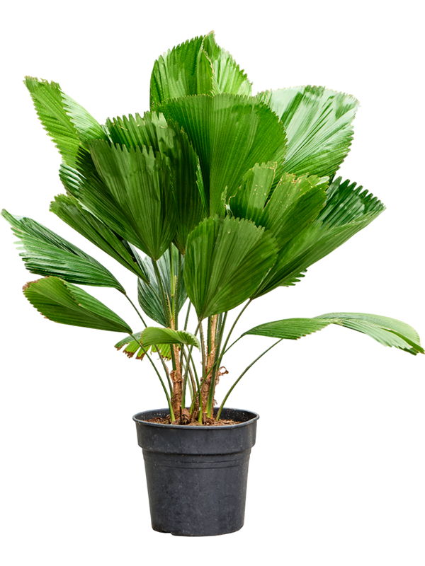 Planta naturala de interior Stem D110xH110cm Licuala grandis PS27/25cm in pamant