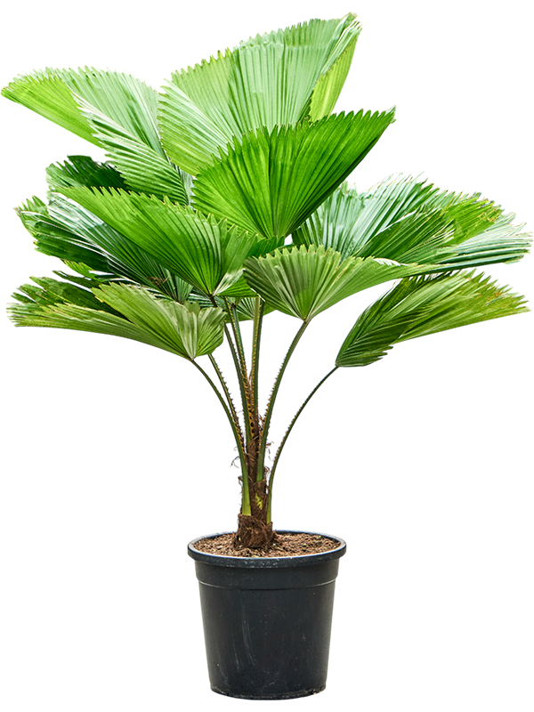Planta naturala de interior Stem D110xH110cm Licuala grandis PS30/26cm in pamant