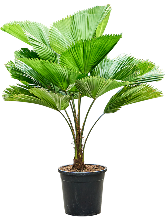 Planta naturala de interior Stem D110xH110cm Licuala grandis PS30/26cm in pamant