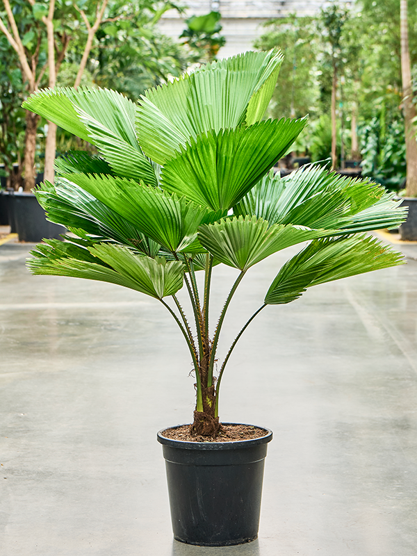 Planta naturala de interior Stem D110xH110cm Licuala grandis PS30/26cm in pamant