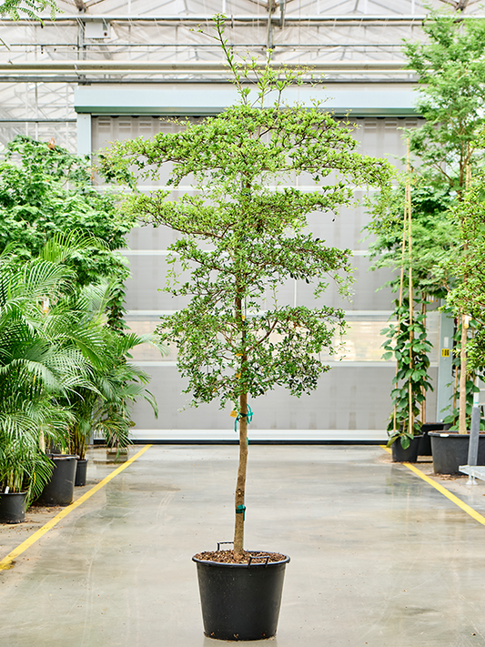 Planta naturala de interior Stem D110xH325cm Bucida buceras 'Shady Lady' (300-350) PS55/44cm in pamant