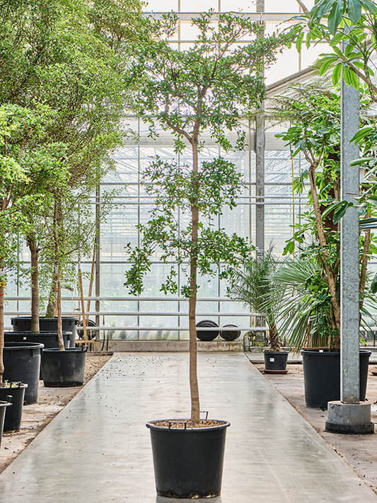 Planta naturala de interior Stem D110xH325cm Bucida buceras 'Shady Lady' (300-350) PS55/44cm in pamant