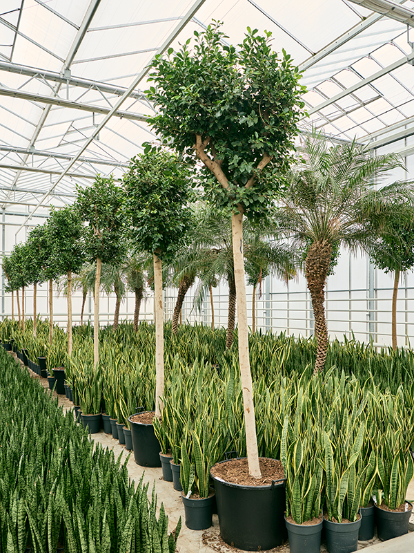 Planta naturala de interior Stem D110xH400cm Ficus microcarpa 'Nitida' PS70/51cm in pamant