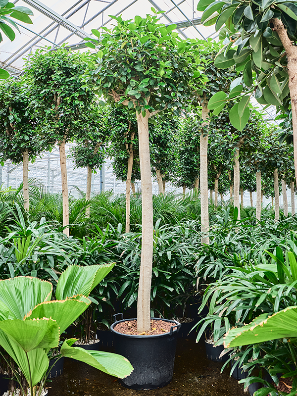 Planta naturala de interior Stem D110xH400cm Ficus rubiginosa 'Australis' P65/50cm in hidrogranule