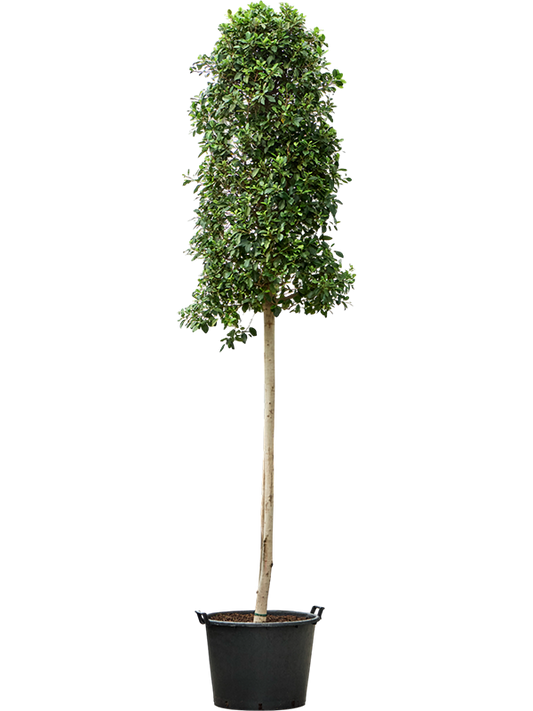 Planta naturala de interior Stem D110xH450cm Ficus microcarpa 'Nitida' PS70/51cm in pamant