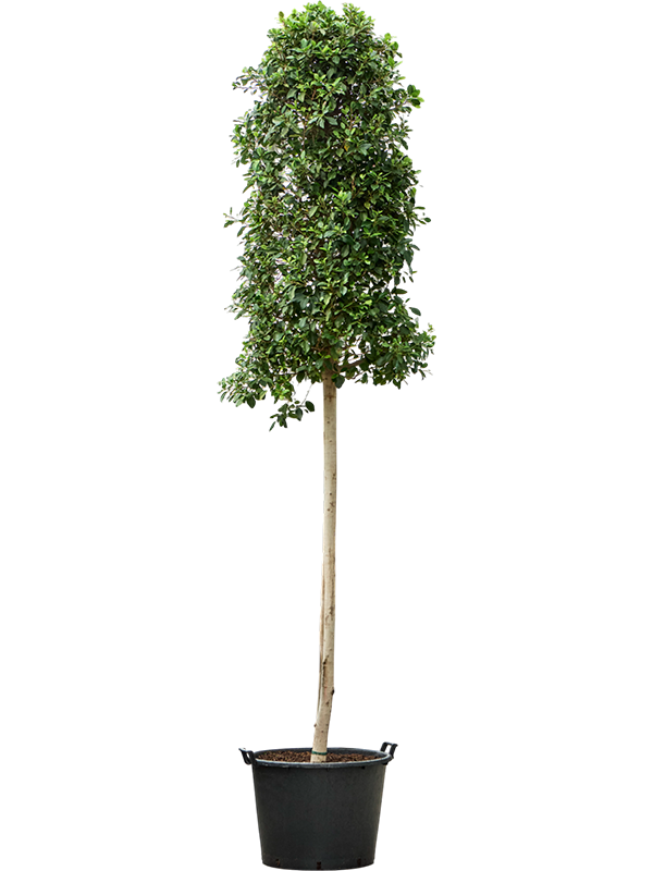 Planta naturala de interior Stem D110xH450cm Ficus microcarpa 'Nitida' PS70/51cm in pamant