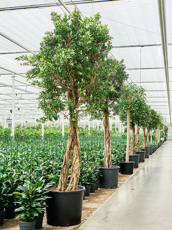Planta naturala de interior Stem D115xH400cm Ficus microcarpa 'Nitida' PS80/65cm in pamant