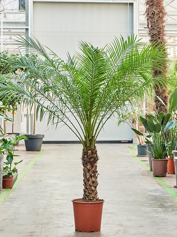 Planta naturala de interior Stem D120xH170cm Phoenix roebelenii PS30/27cm in pamant