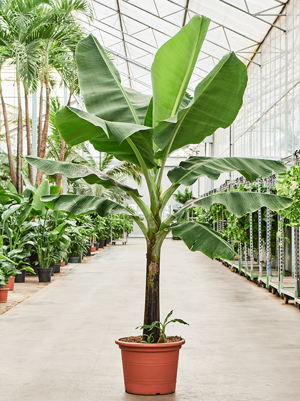 Planta naturala de interior Stem D120xH210cm Musa 'Dwarf Cavendish' PS45/34cm in pamant