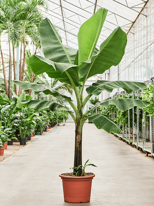 Planta naturala de interior Stem D120xH210cm Musa 'Dwarf Cavendish' PS45/34cm in pamant