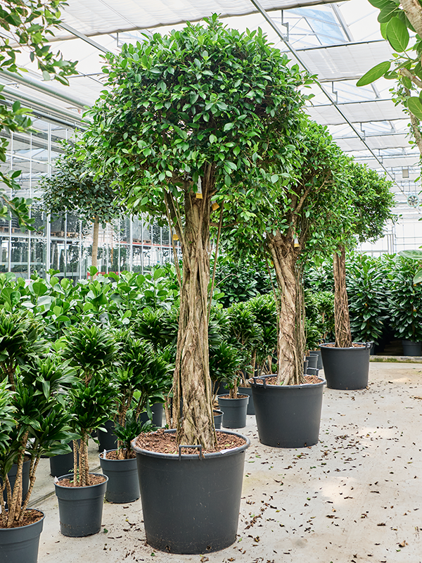 Planta naturala de interior Stem D120xH250cm Ficus microcarpa 'Nitida' PS65/44cm in pamant