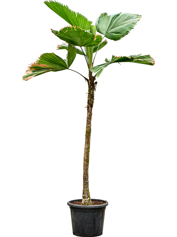 Planta naturala de interior Stem D120xH250cm Licuala grandis PS48/37cm in pamant